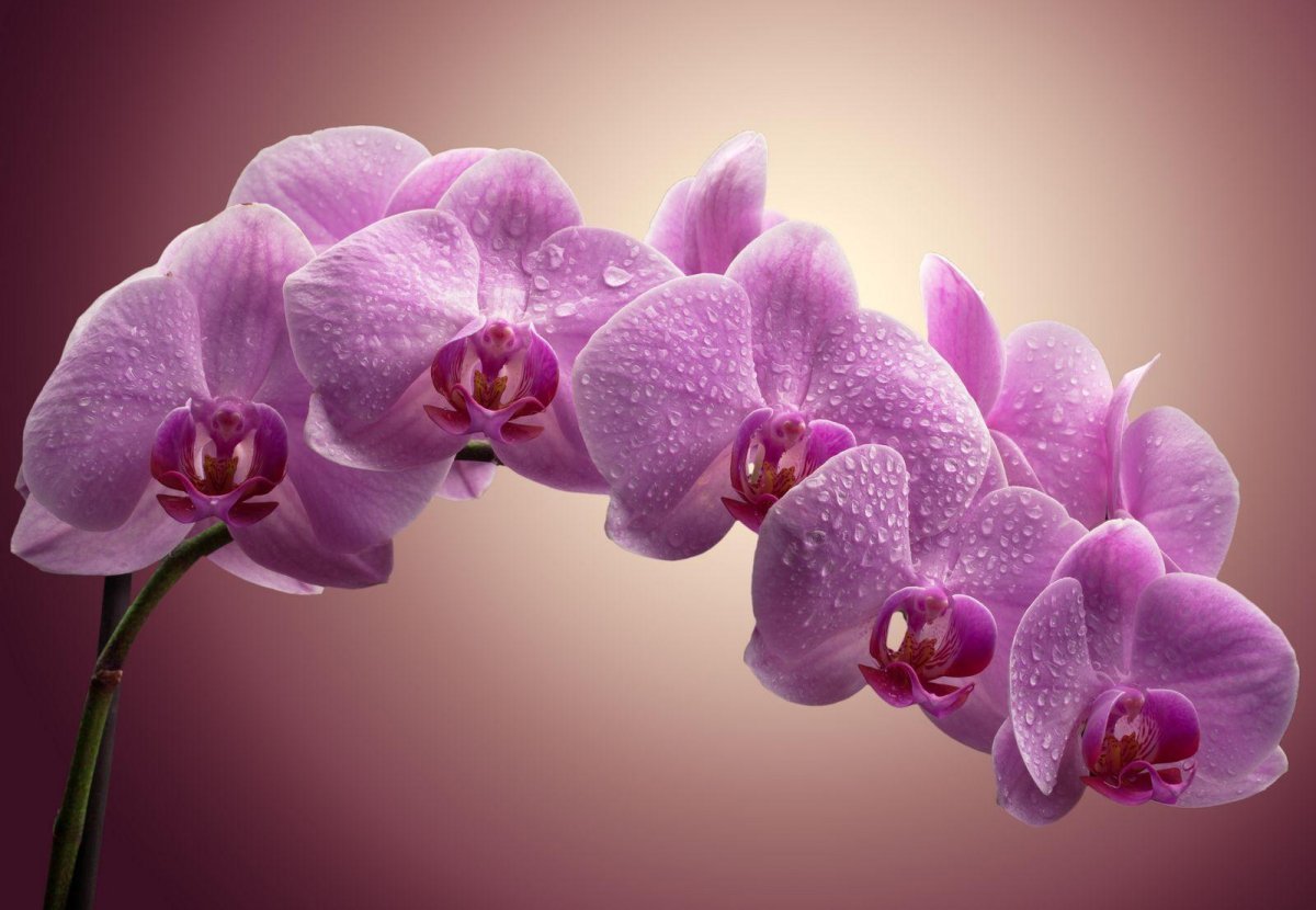 Орхидея сиреневая (58 фото)