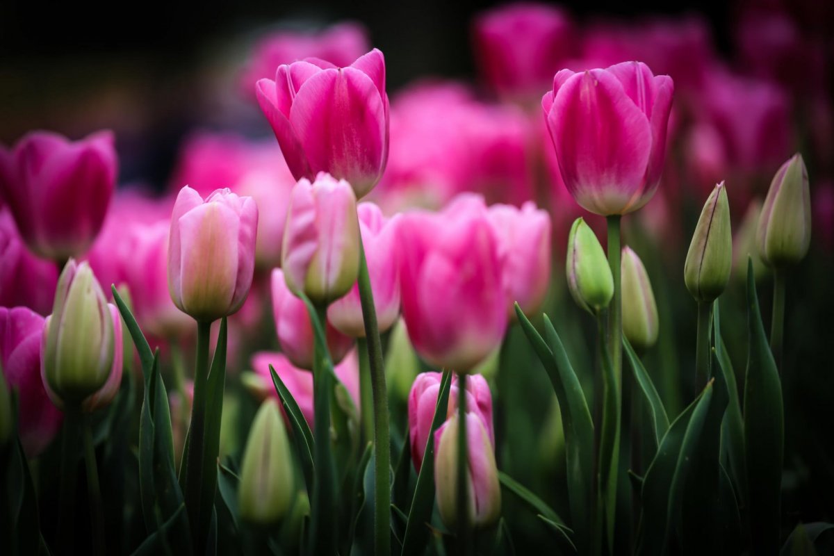 Малиновые тюльпаны (50 фото)