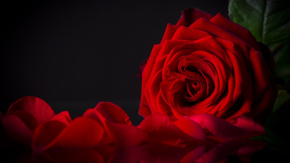 Красная роза на черном фоне (57 фото)