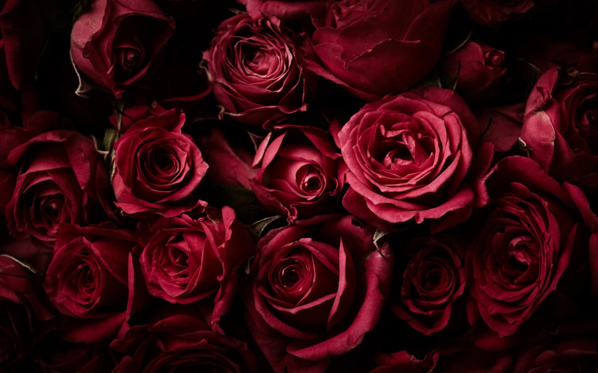 Темно красные розы (59 фото)
