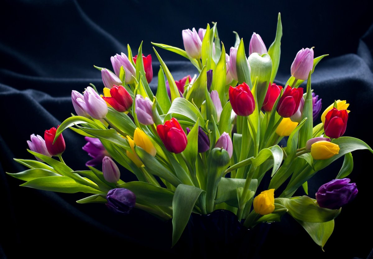 Живые тюльпаны (62 фото)