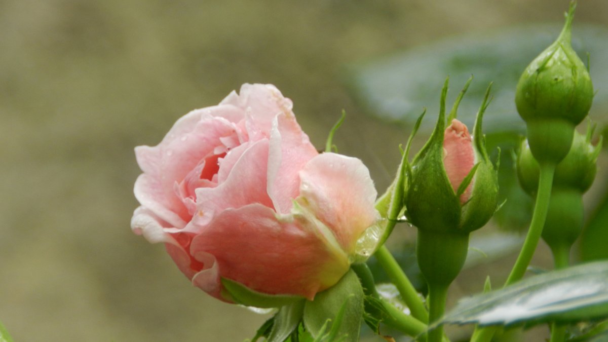 Бутон цветка (56 фото)