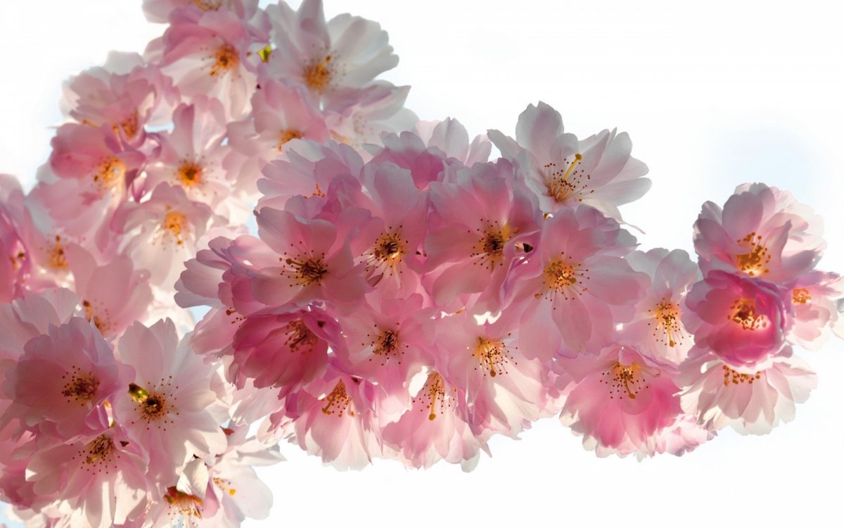 Красивые цветы на прозрачном фоне (57 фото)