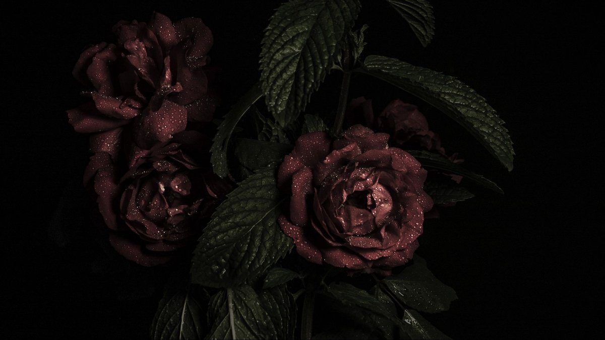 Темные розы (63 фото)
