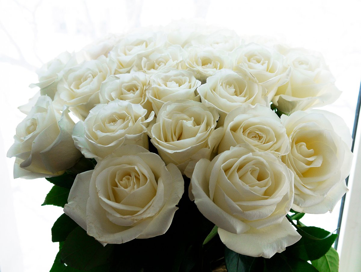 Огромный букет белых роз (60 фото)
