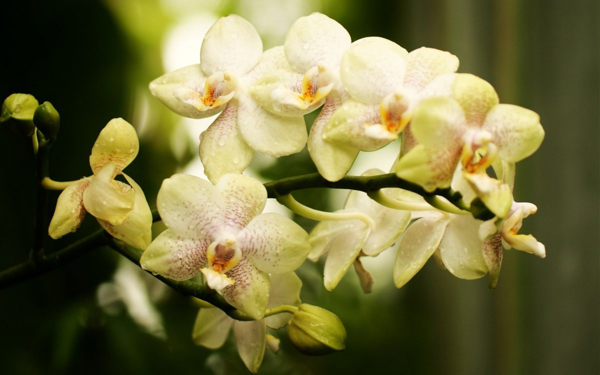 Ветка орхидеи (55 фото)