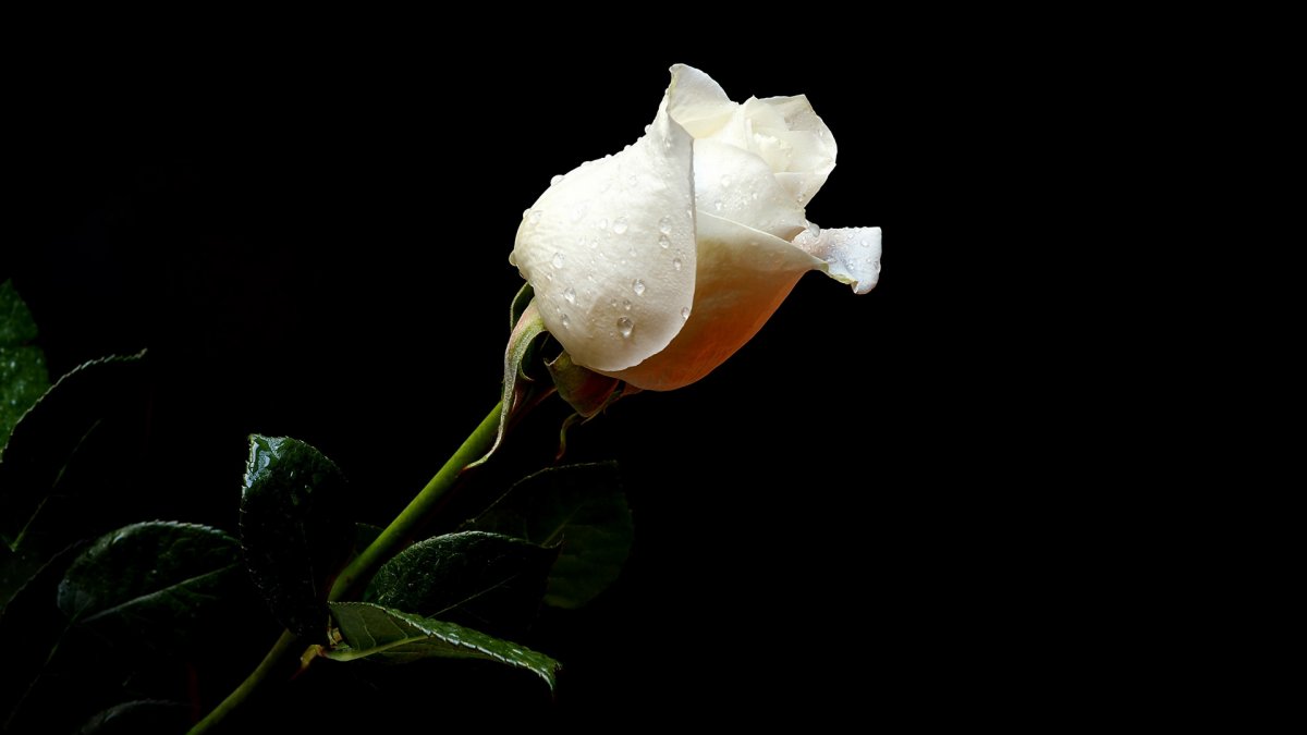 Белая роза на черном фоне (62 фото)