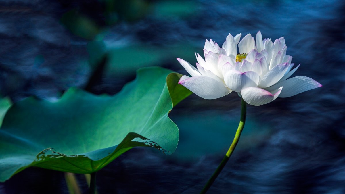 Водные цветы (56 фото)