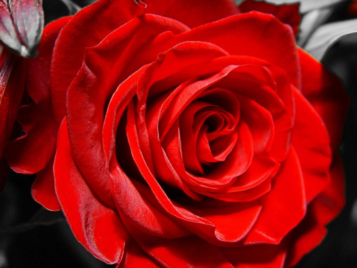 Красно белые розы (50 фото)