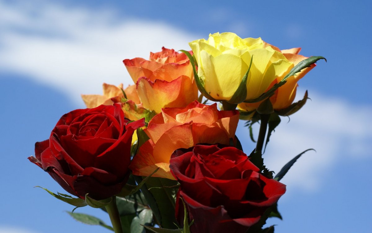 Желто красные розы (46 фото)