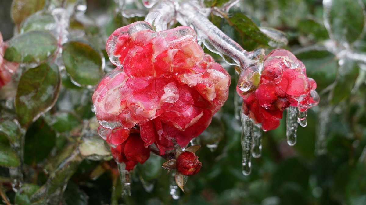 Ледяная роза (57 фото)
