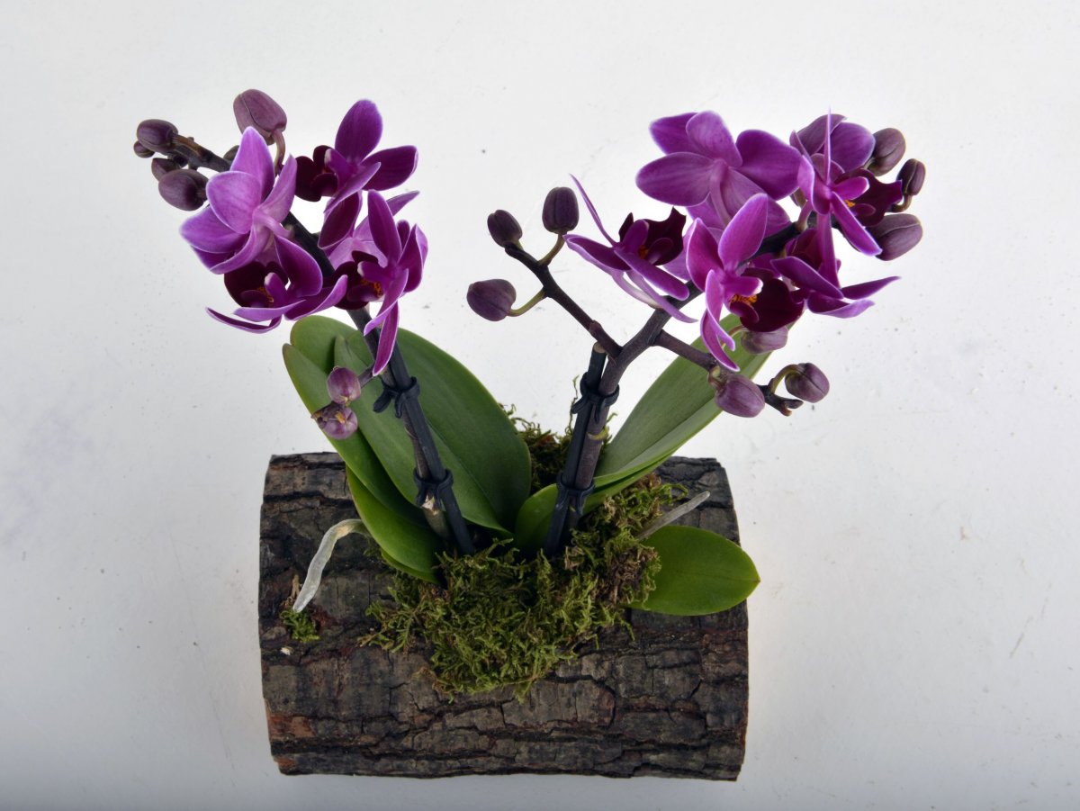 Мини орхидеи фаленопсис (60 фото)