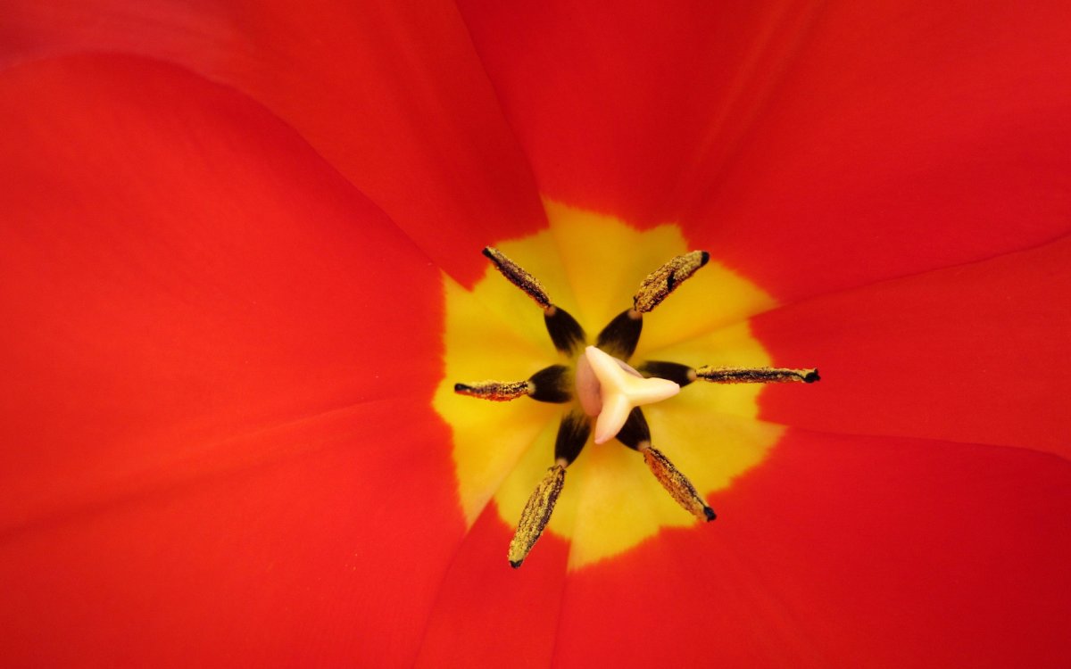 Красный цветок с желтым пестиком (55 фото)