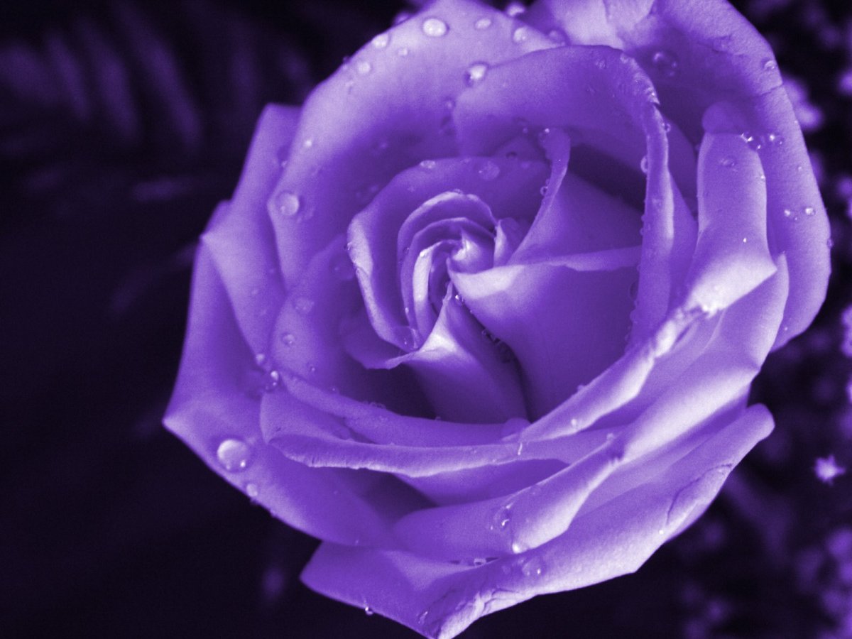 Пурпурная роза (63 фото)
