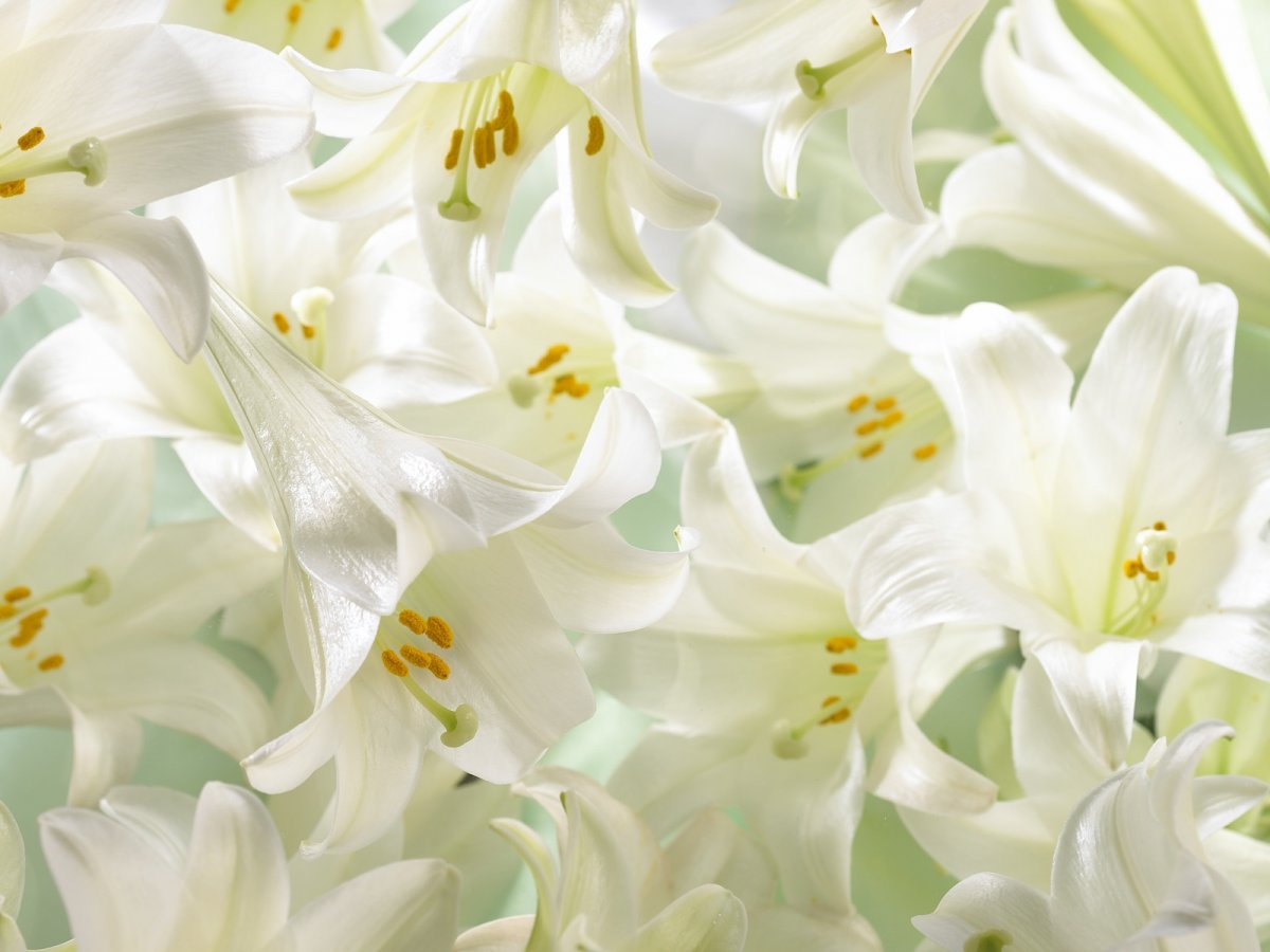 Большие белые цветы (58 фото)