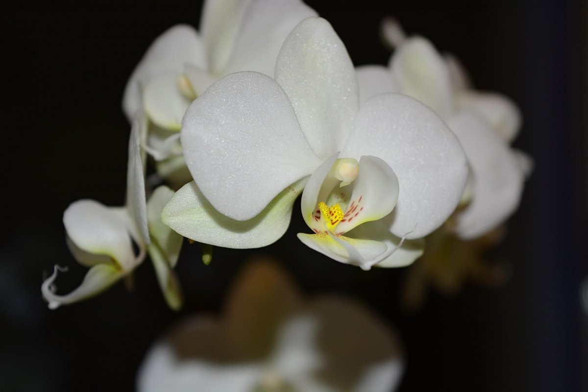 Орхидея Стюартиана (58 фото)