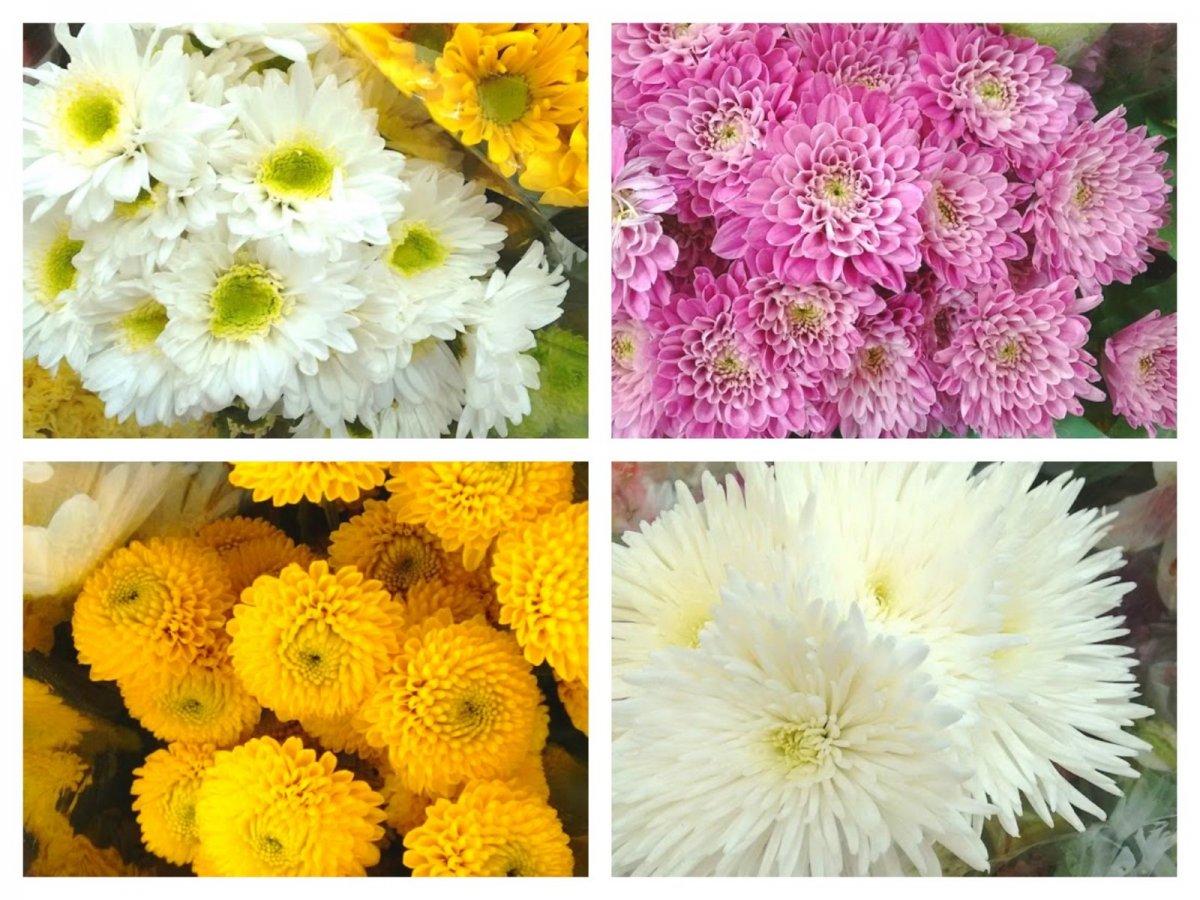 Какого цвета бывают хризантемы (58 фото)