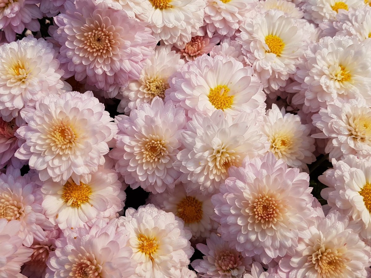 Красивые хризантемы (61 фото)
