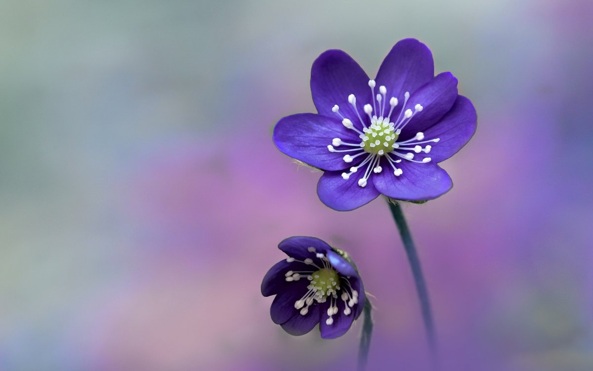 Маленькие фиолетовые цветы (55 фото)