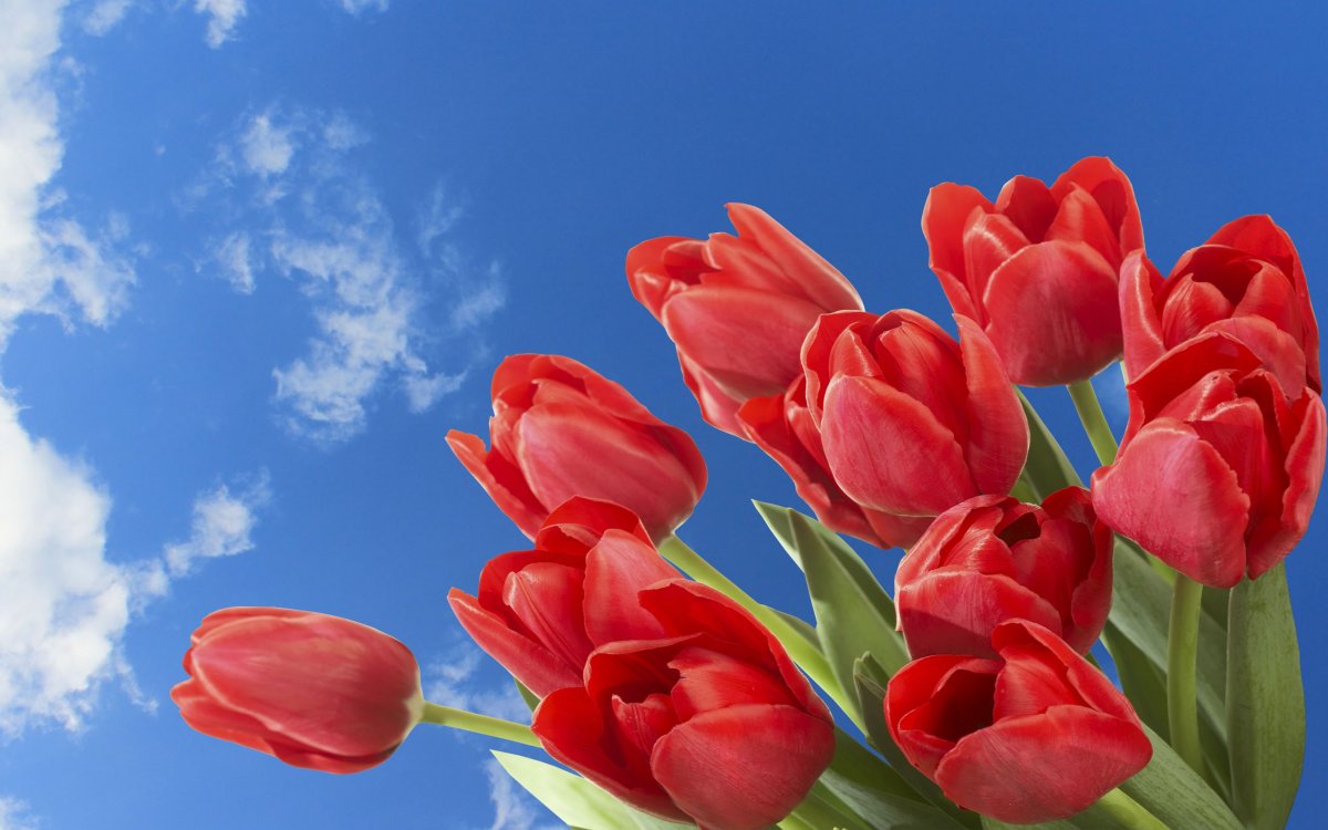 Тюльпаны на фоне неба (48 фото)