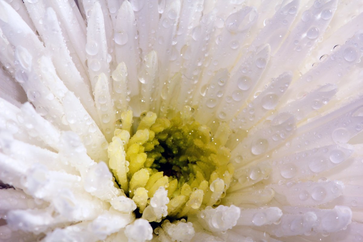 Хризантемы белые (55 фото)