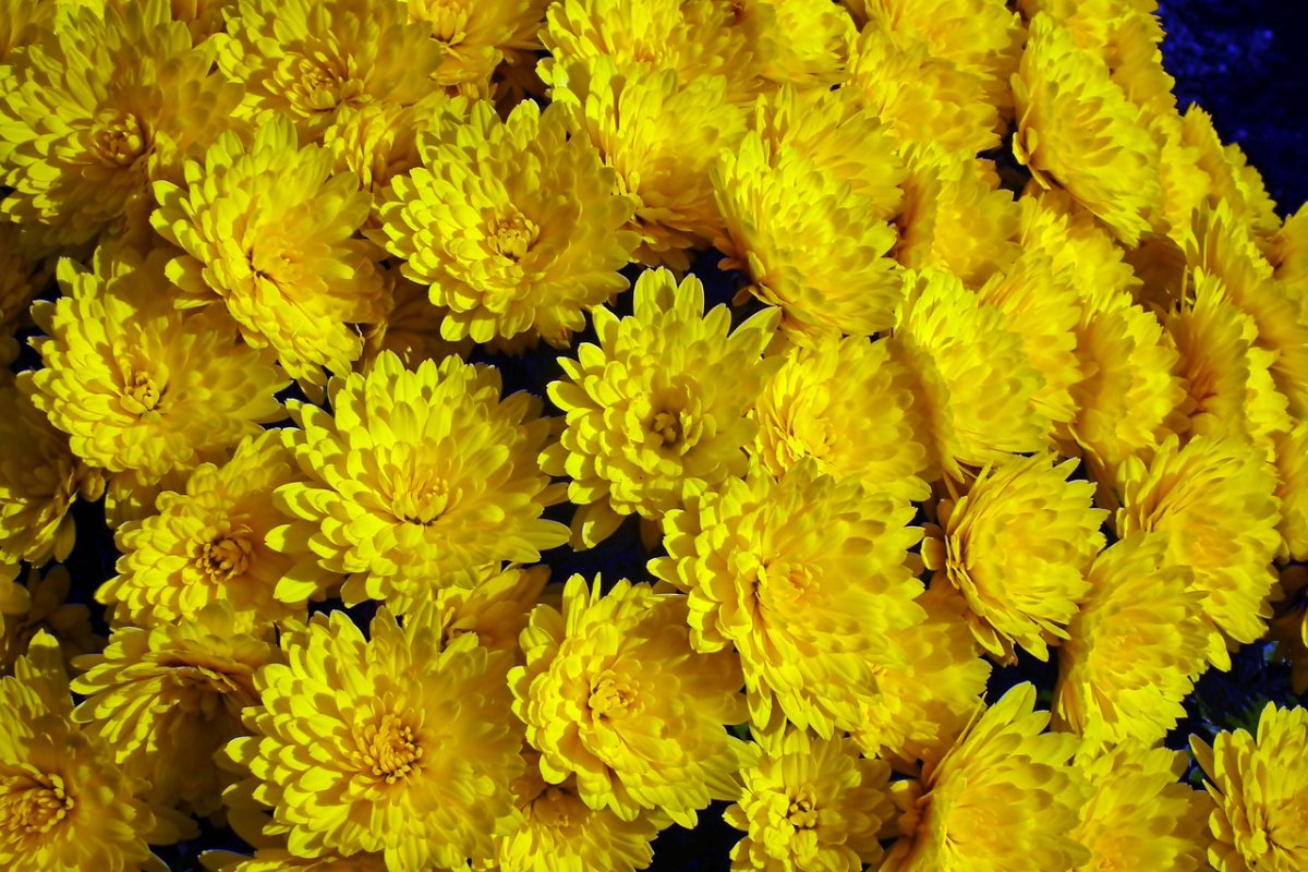 Желтые хризантемы (46 фото)