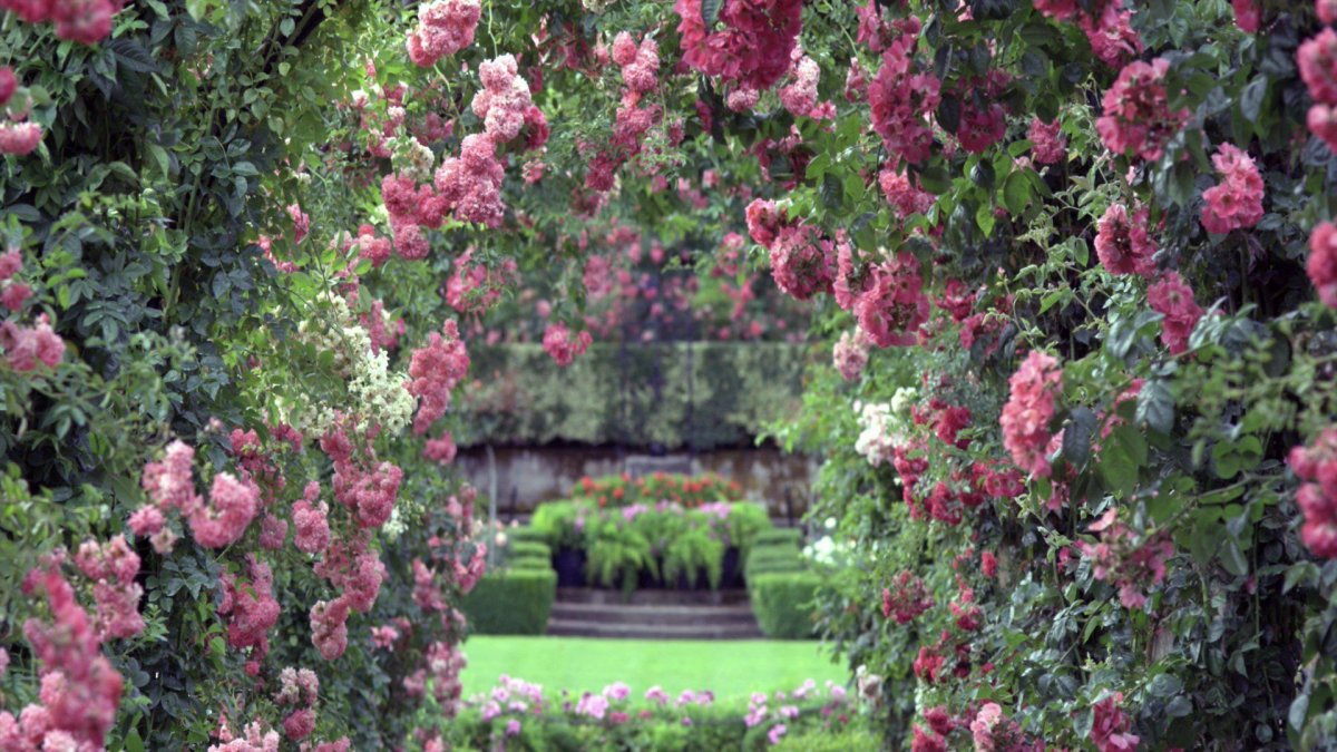 Розовый сад (51 фото)