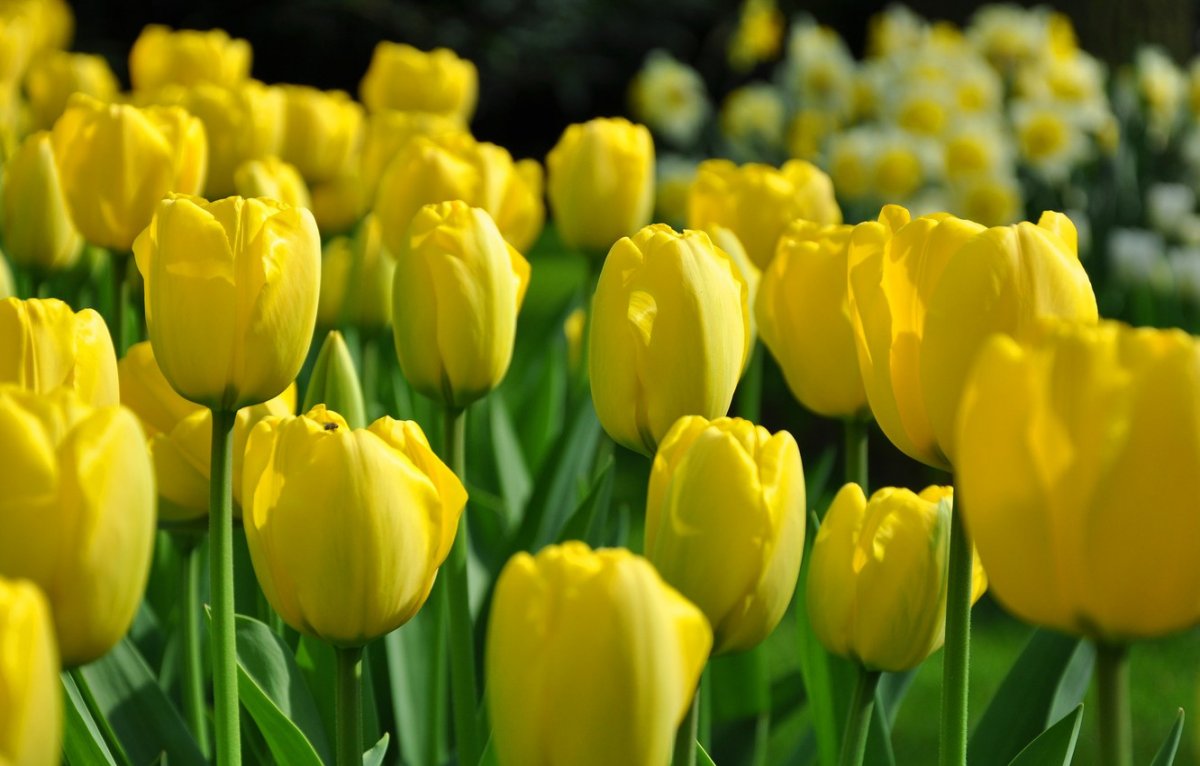 Желтые тюльпаны картинки (50 фото)