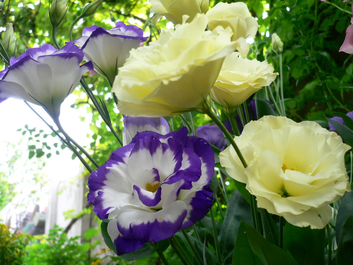 Цветы похожие на розы эустома (60 фото)