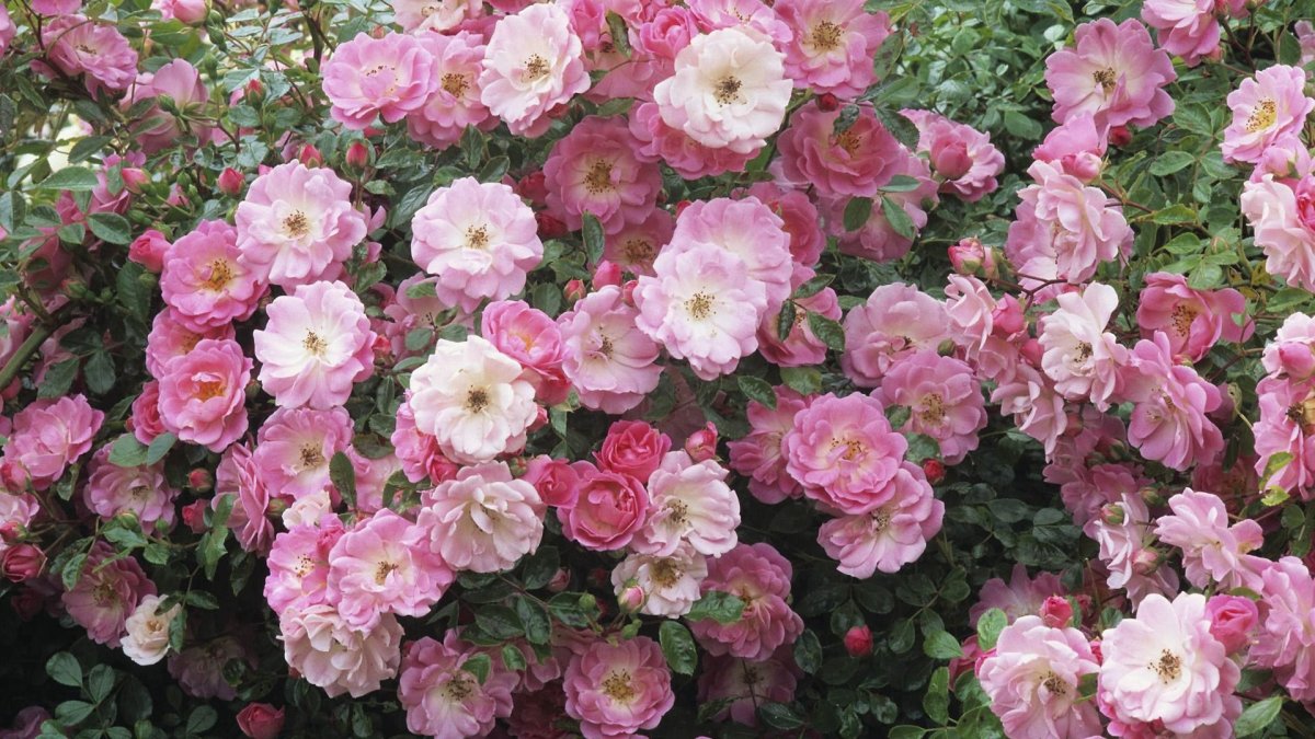 Дикая роза цветок (54 фото)