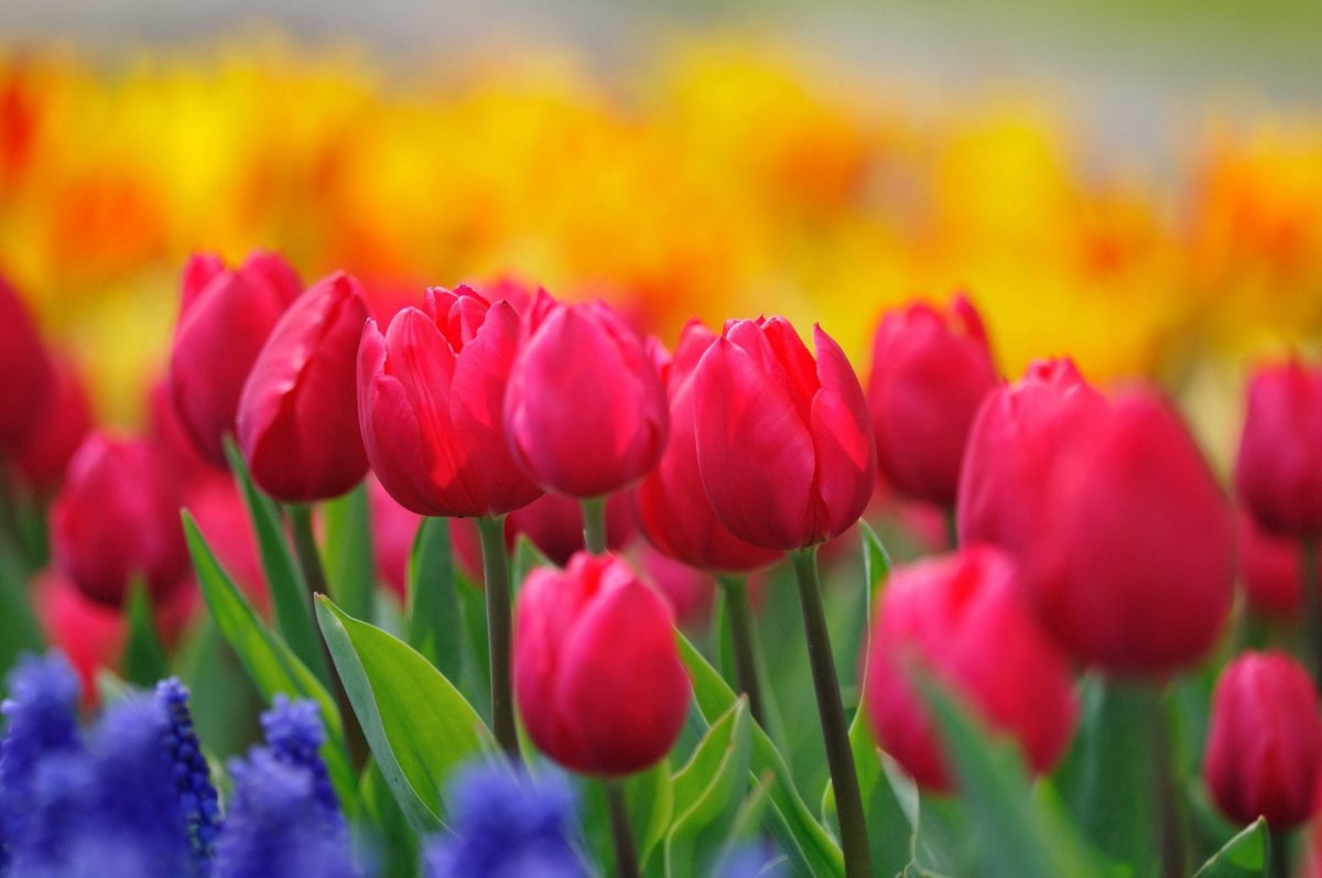 Весенние цветы тюльпаны (60 фото)