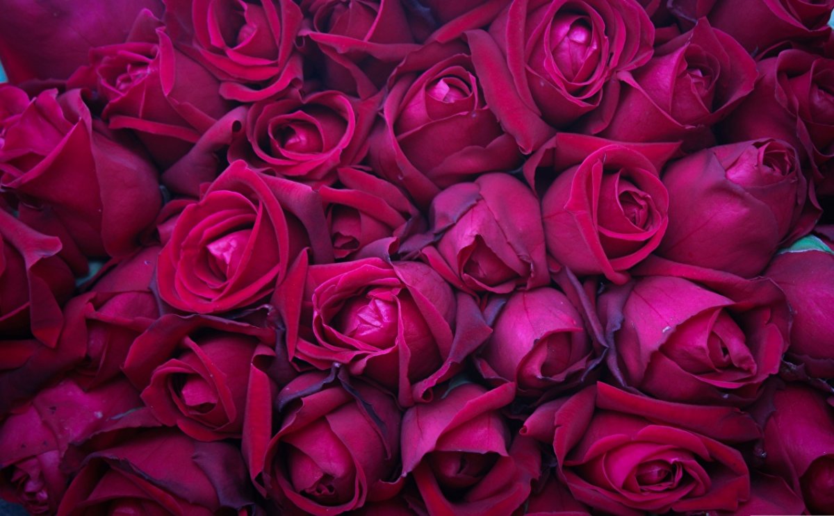 Букет бордовых роз (54 фото)