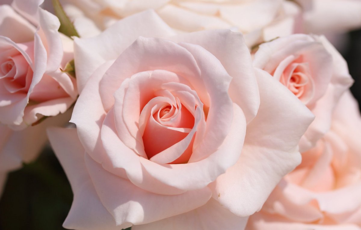 Бело розовые розы (52 фото)