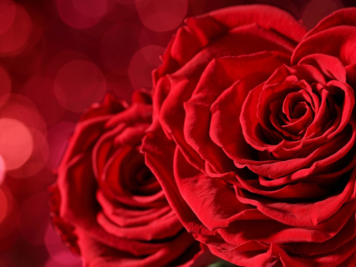 Красные розы картинки красивые (59 фото)