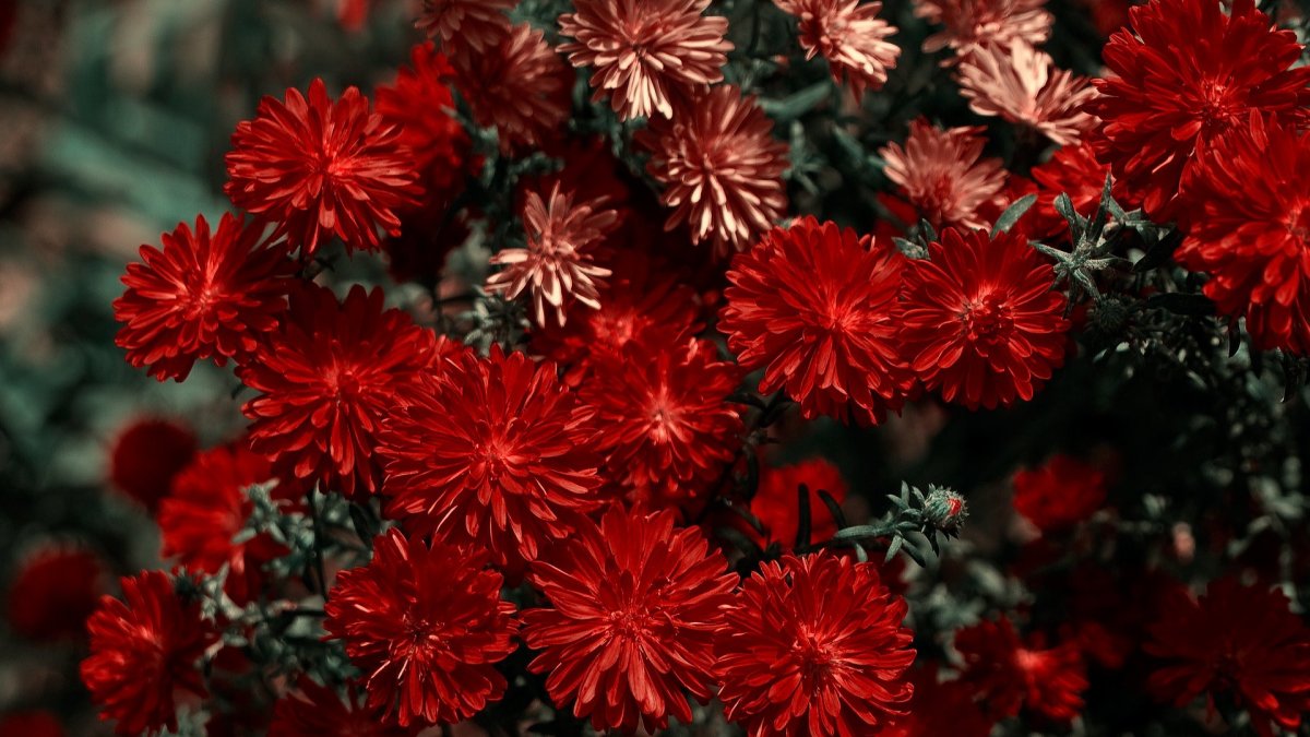 Красные хризантемы (54 фото)