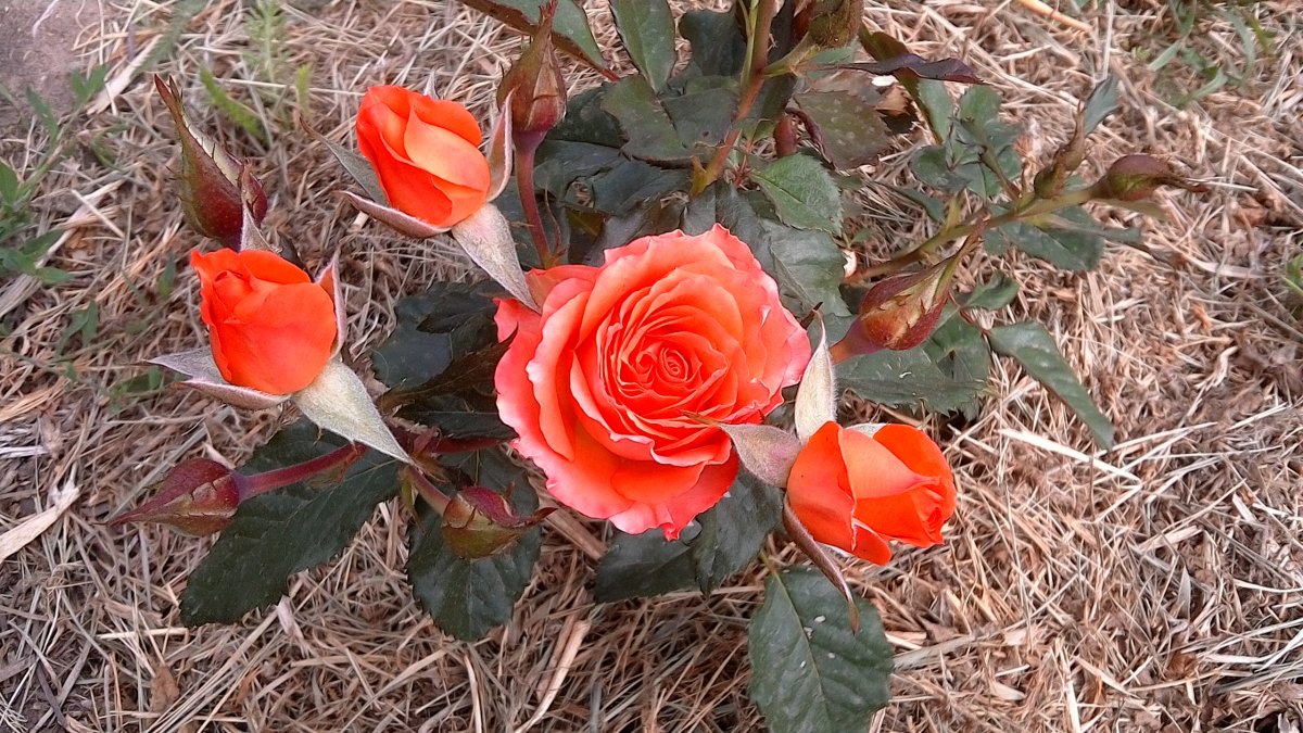 Роза спрей билона (62 фото)