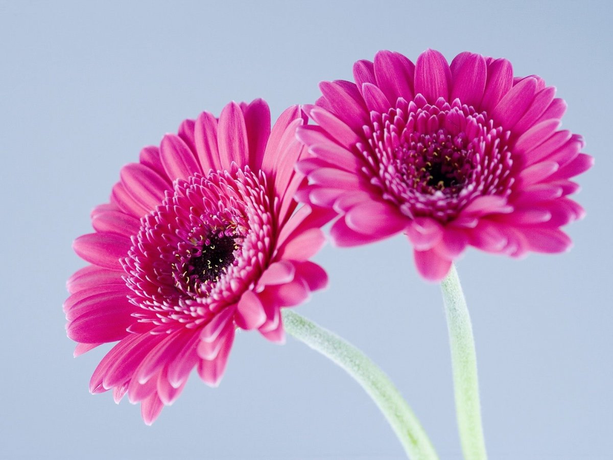 Гермини цветок (55 фото)