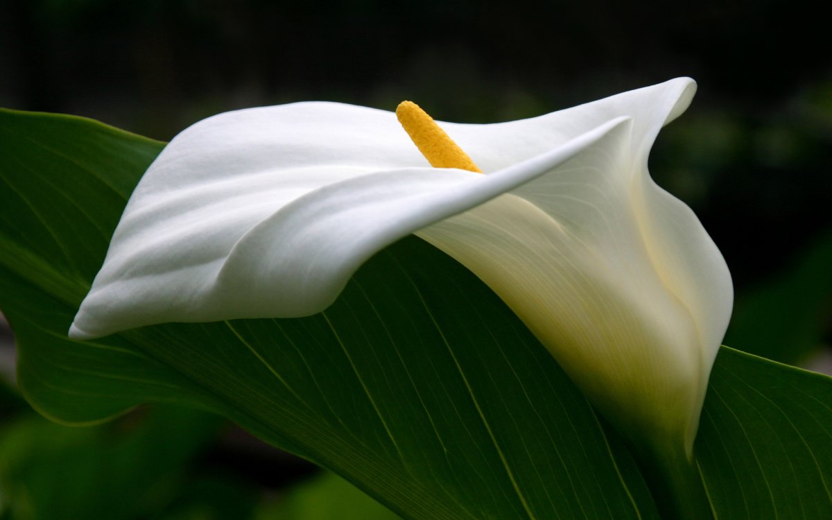 Белый цветок с желтым пестиком (58 фото)