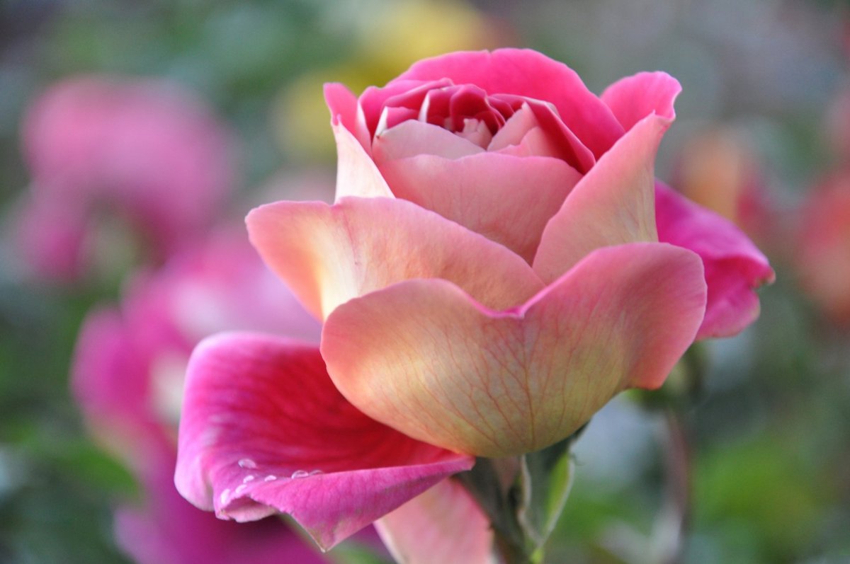 Красивые розы картинки хорошего качества (60 фото)