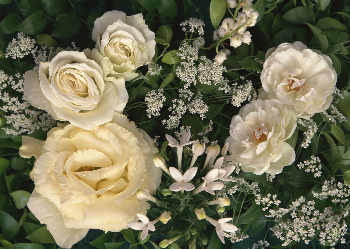Букет белых цветов (50 фото)