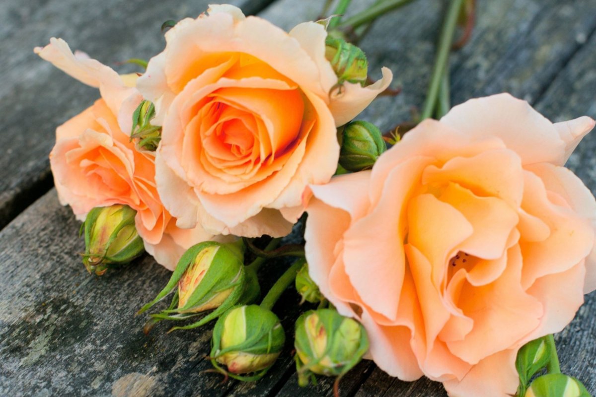 Розы персикового цвета (61 фото)