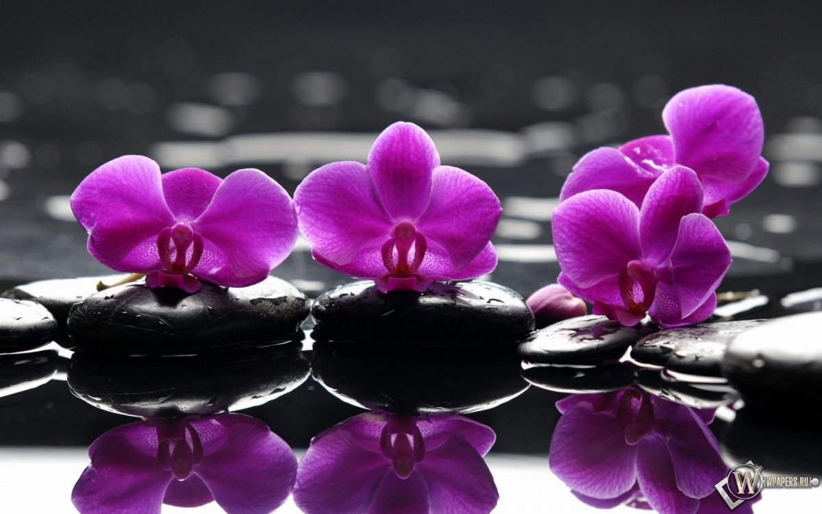 Расцветки орхидей (59 фото)