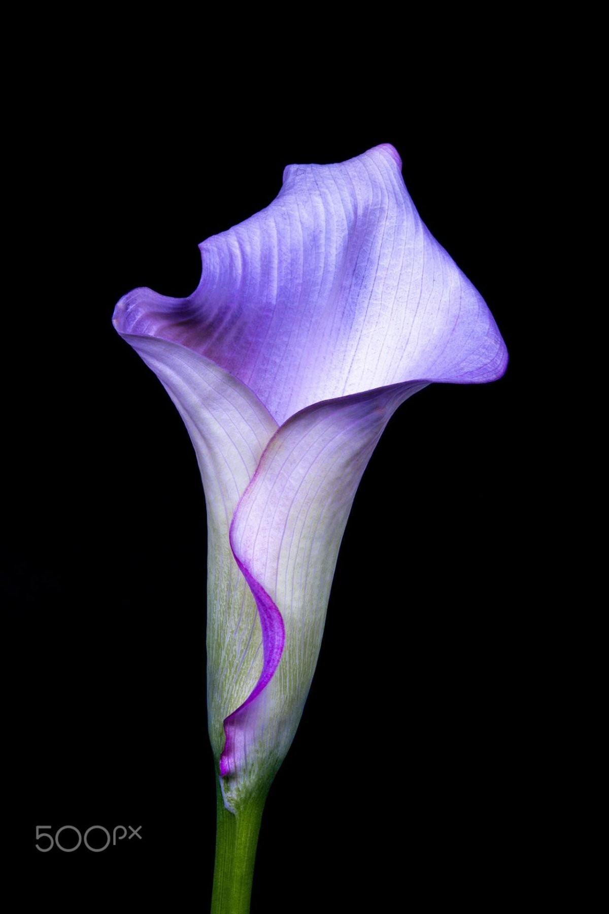 Каллы фиолетовые (64 фото)