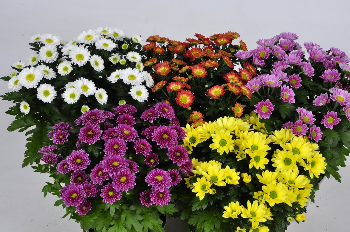 Разновидности хризантем (60 фото)