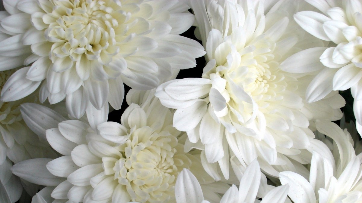 Хризантемы белые большие (57 фото)