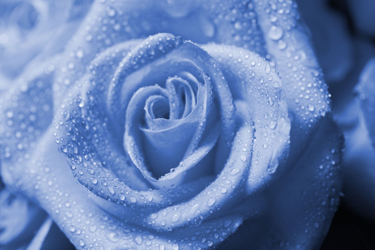 Цветы синие розы (58 фото)