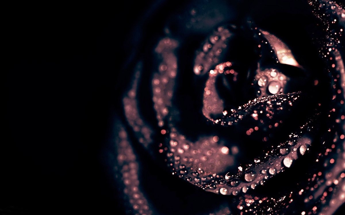 Черная роза цветок (61 фото)
