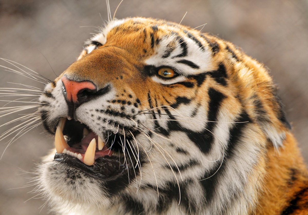 Амурский тигр (63 фото)