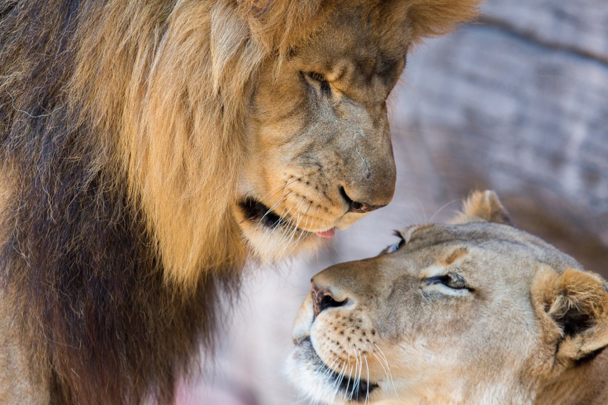 Лев и львица (62 фото)