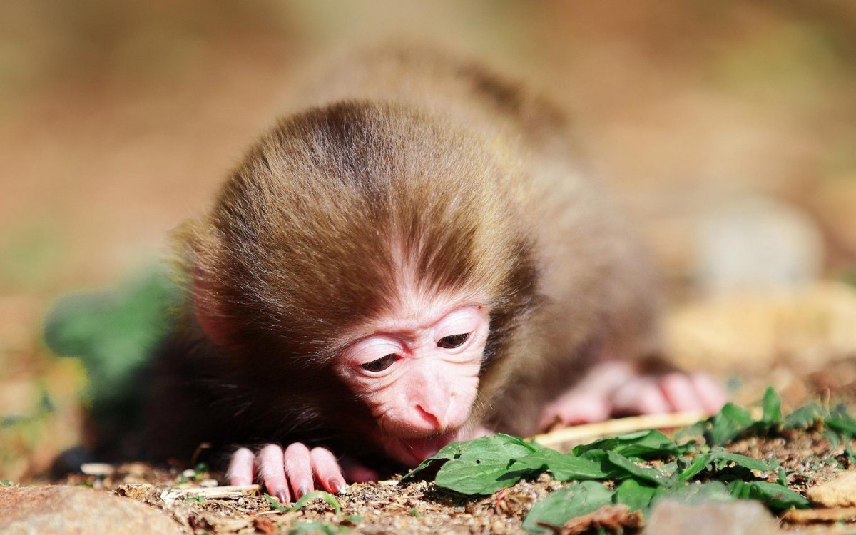 Маленькие обезьянки (55 фото)